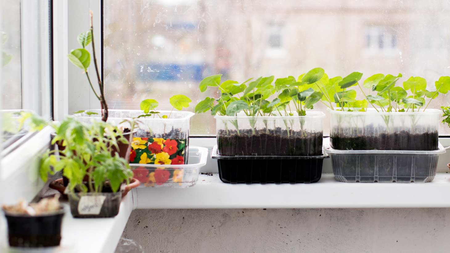 Indoor Gardening with Kids: How to Create a Windowsill Herb Garden